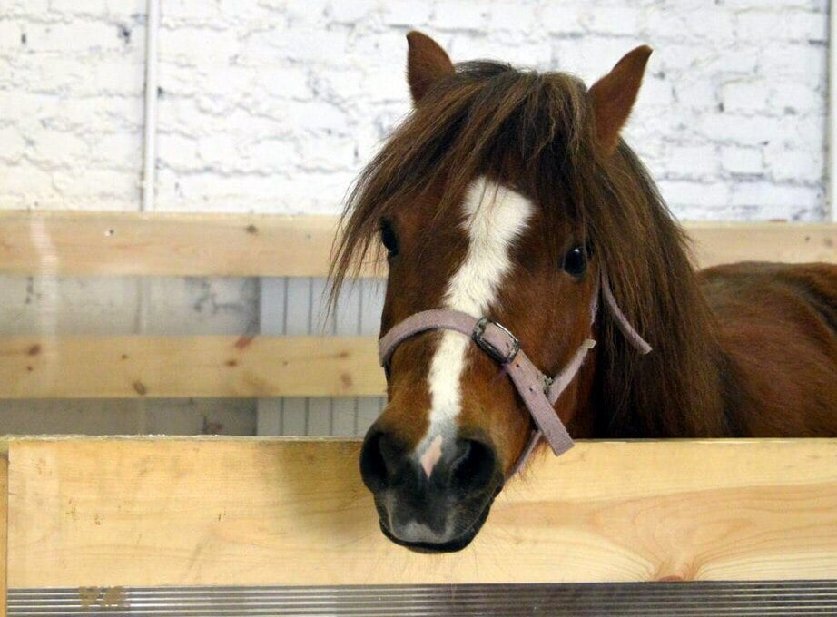 Кажется, что это мордаха так и просит, чтобы её погладили,да?