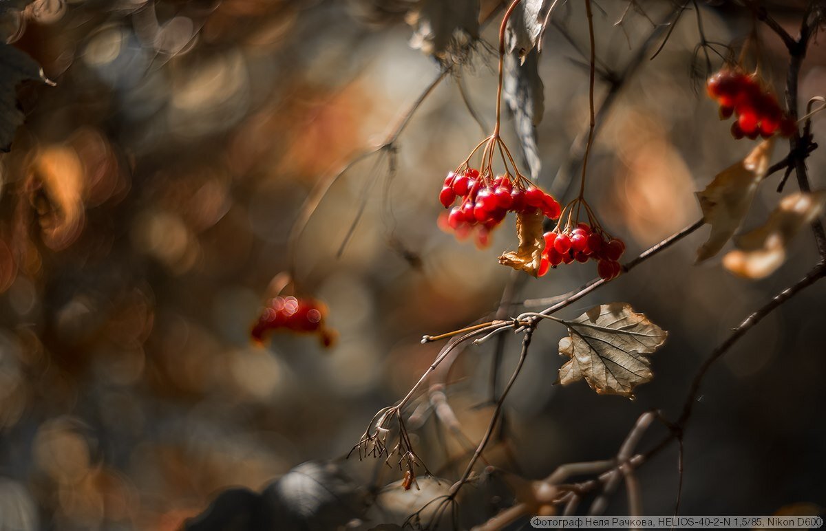Helios 40-2-N. Фотограф Неля Рачкова