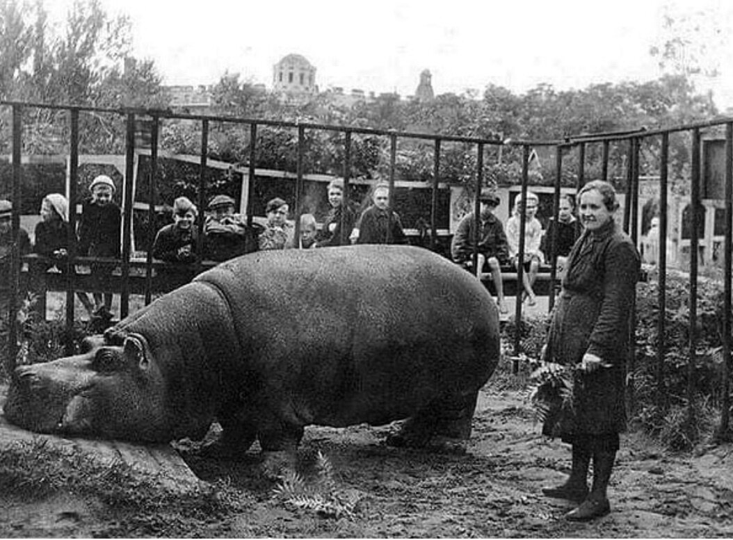 На фото бегемот по кличке Красавица и Дашина Евдокия Ивановна 