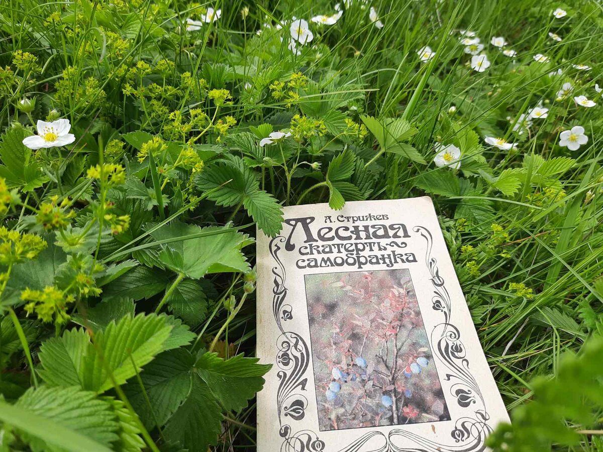 "Лесная скатерть самобранка", Стрижев А.Н., 1992