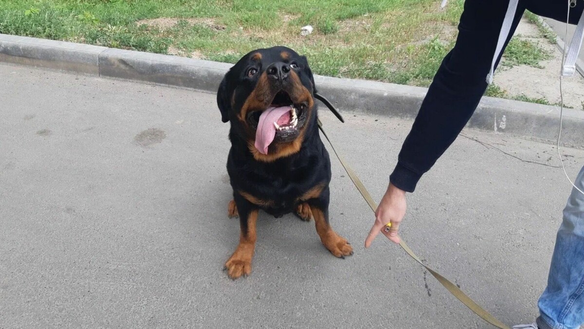     В Набережных Челнах волонтеры начали искать новых хозяев собакам, чьи владельцы были мобилизованы. Об этом пишут «Челнинские известия».