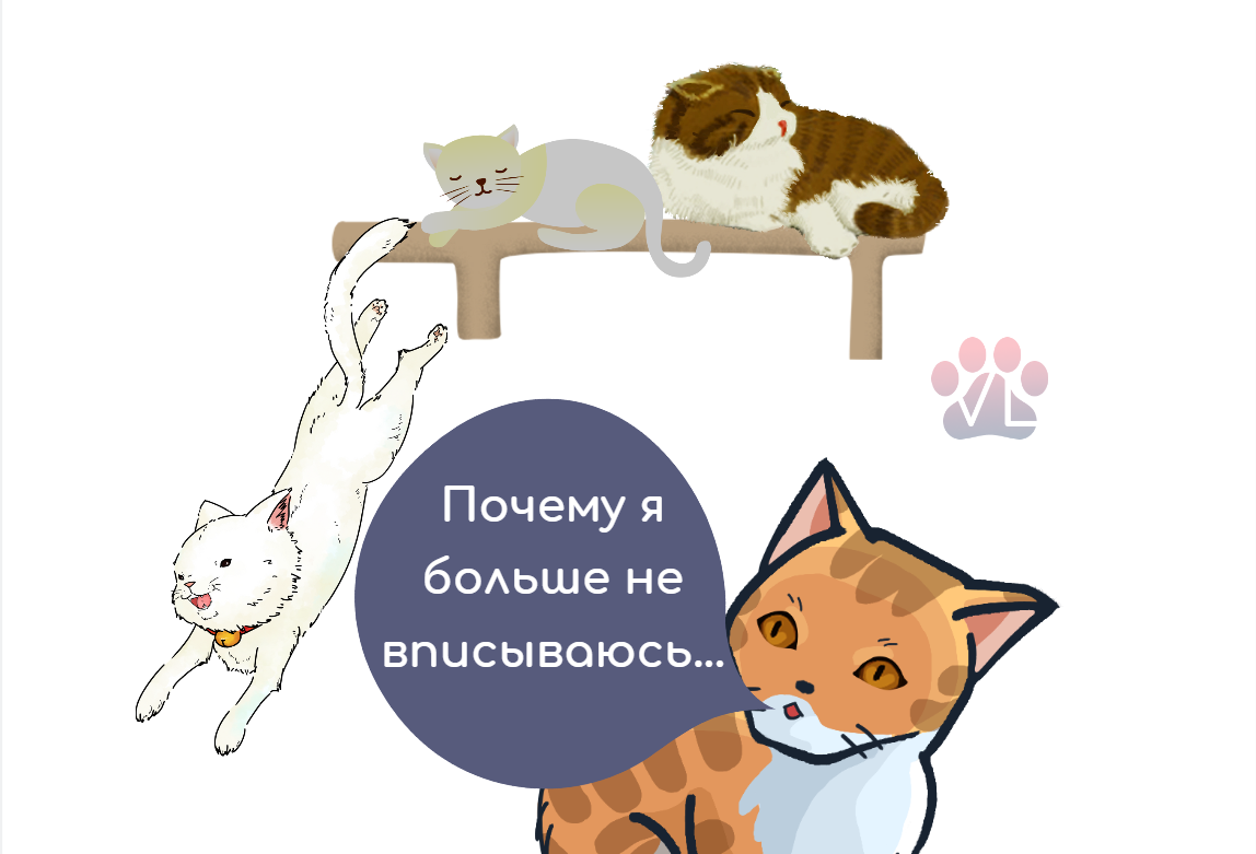 Кошке 7 лет