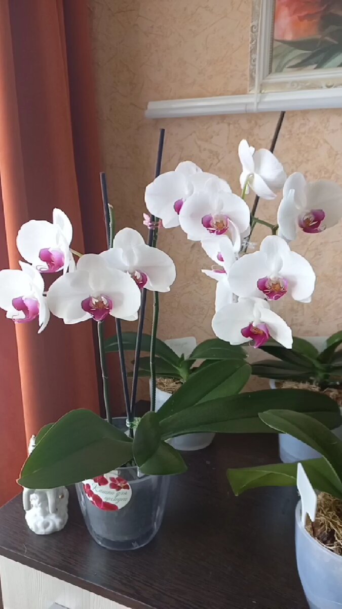 Орхидея Ред лип.