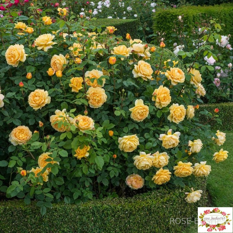 Голден Селебрейшн. Golden Celebration (Англ.шраб) 