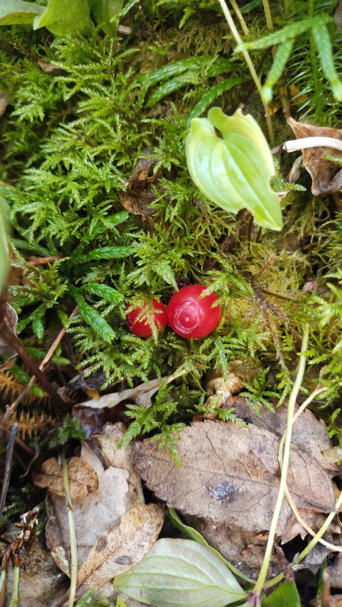 Вот еще один кадр, Горит во мху малиновый фонарик.