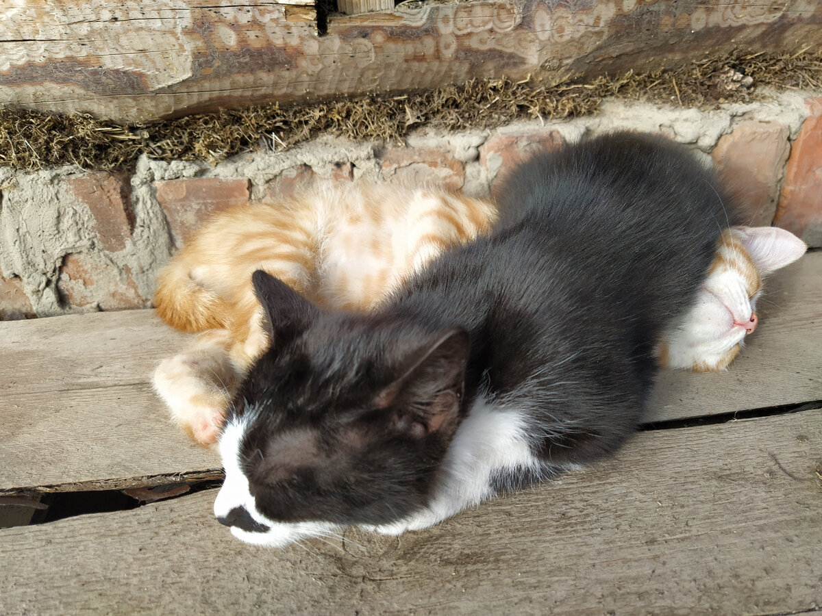 Котята загорают Уголёк и Рыжий 