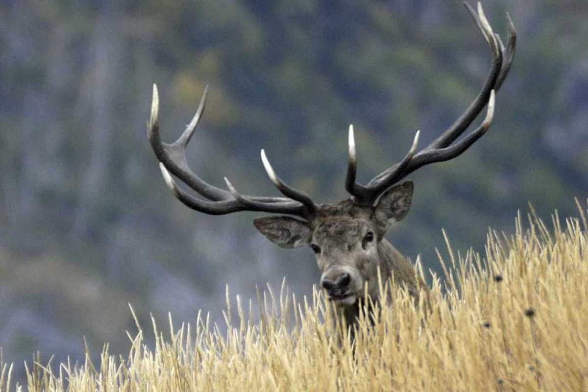    В заповеднике в Сочи введут временные ограничения на пешеходные маршруты