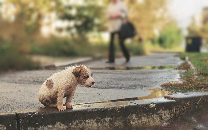  
Люди в ответе за тех, кого приручили. 
Завести домашнее животное — ответственный шаг, но многие решаются на него опрометчиво, не задумываясь над тем, как дальше сложится жизнь собачки или кошечки, если вдруг она станет не мила сердцу хозяина. Во многих странах проблемаброшенных животных приобретает по-настоящему устрашающие масштабы. Италия в этом плане — не исключение. Однако местные власти наконец всерьез решили бороться с этим: в стране ввели систему наказаний за жестокое обращение с животными, и это уже дает первые результаты.
Бездомный щенок на улице большого города. 