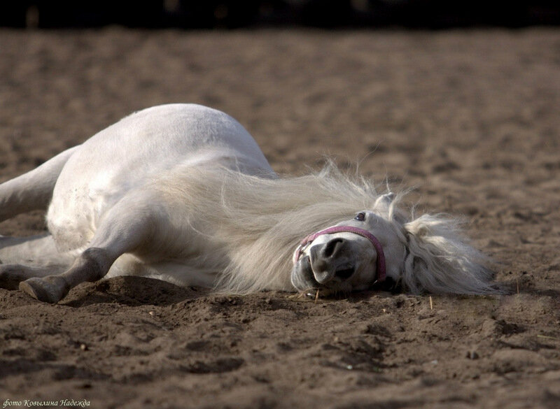 Уставший конь. Уставшая лошадь. Лошадь лежит.
