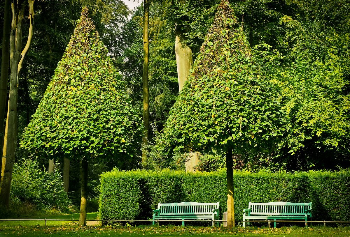 Источник pixabay.com/en/park-trees-landscape-nature-1607583/