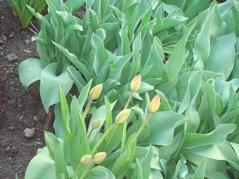 Жёлтые с большими  бокалами