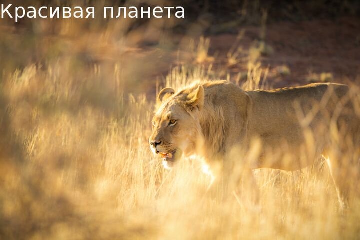 Возможно, лучшее фото льва, что я сделал