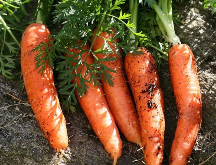 Почему у моркови сохнет ботва в августе в открытом грунте - причины и способы предотвращения