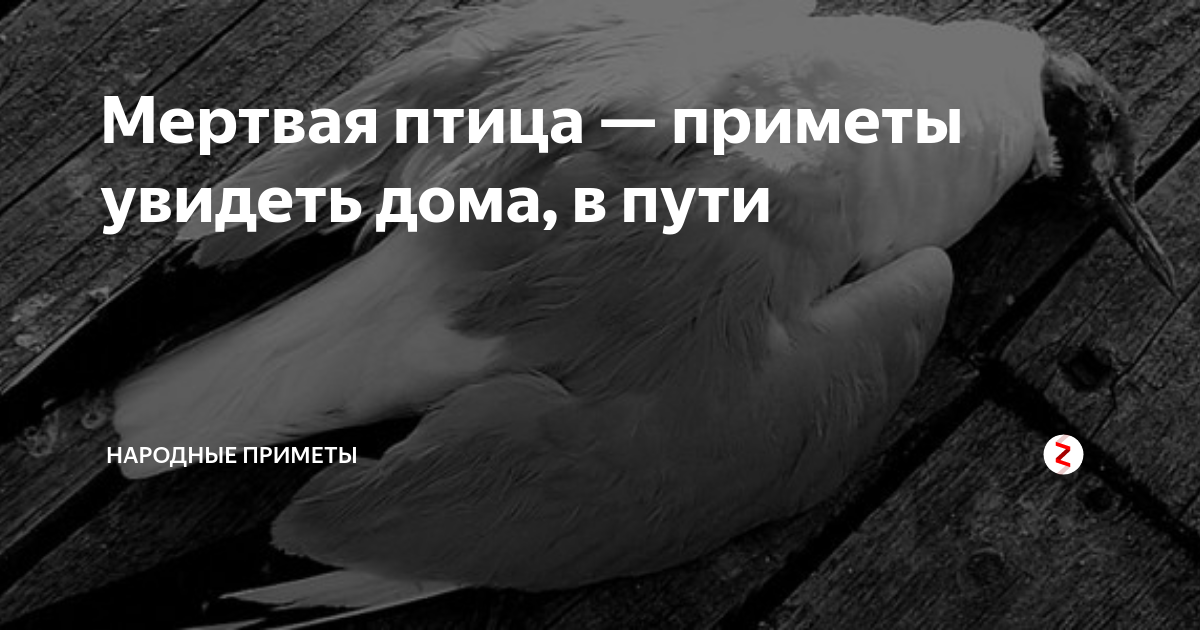 Мертвая птица во дворе примета. Приметы про птиц. Мертвая птица на пороге дома примета.