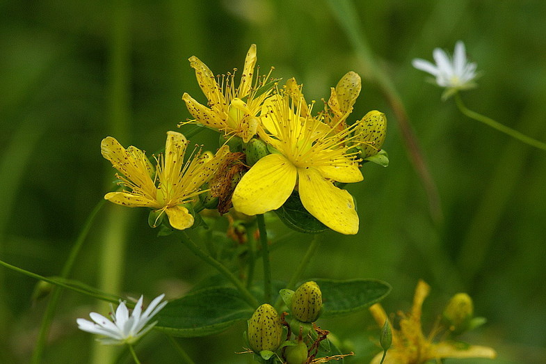  Зверобой обыкновенный (продырявленный), лесное или луговое растение.