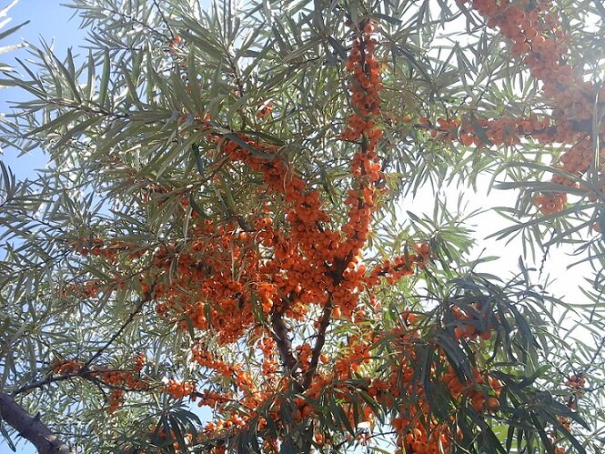 Фото. Облепиха.