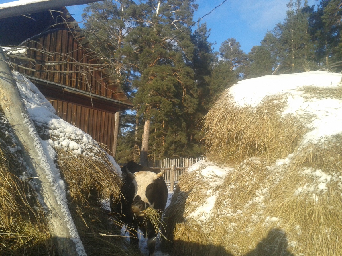 Морозный денёк.  Дина на прогулке.