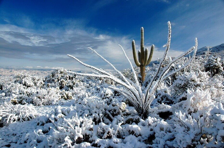 Desert Snow С†РІРµС‚РѕРє