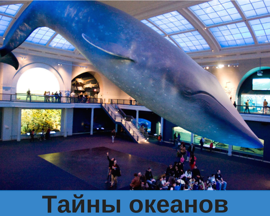 Самое большое животное жившее на земле. Самое большое животное на земле. Самый большой кит Размеры. Самый большой синий кит. Самый большой кит в мире.