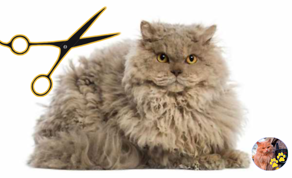 Очень не люблю колтуны)