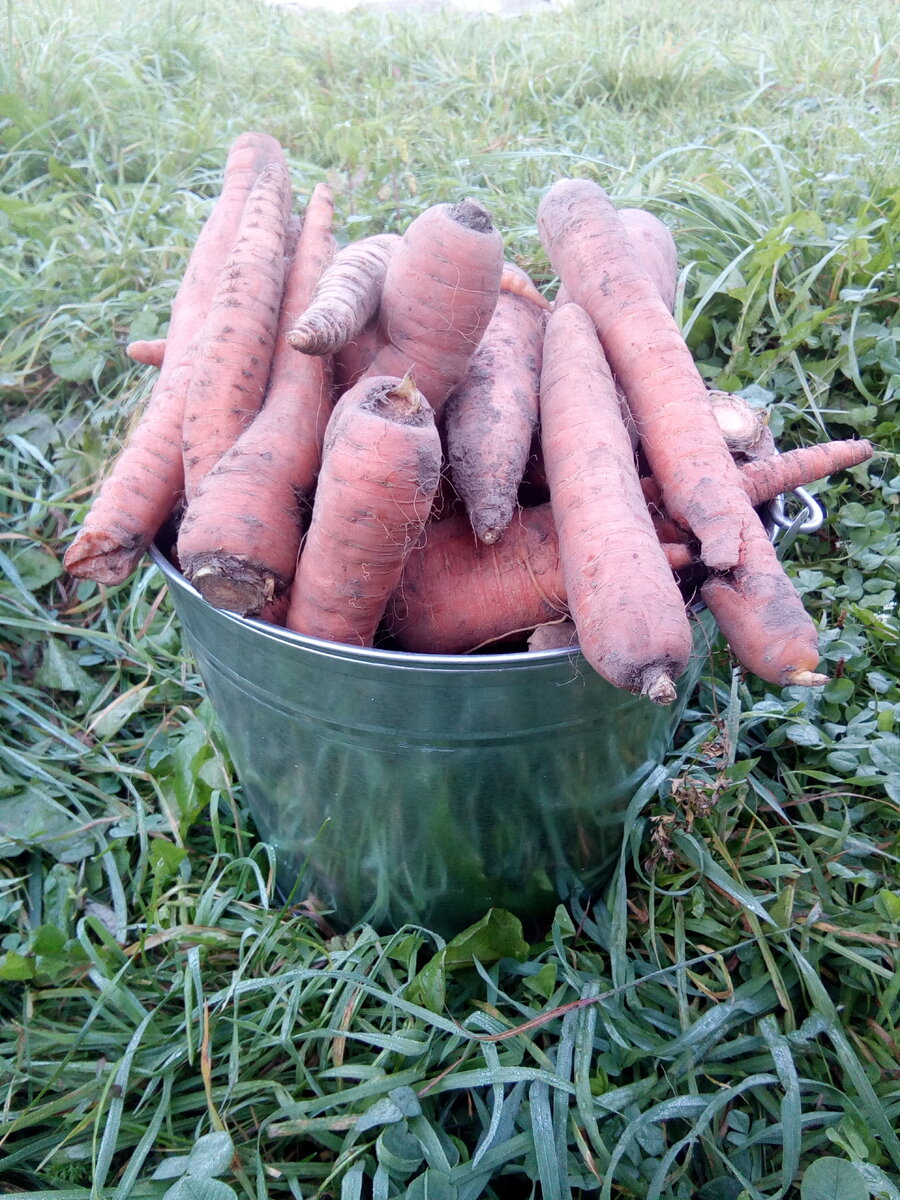 Некондиция моркови для кролей от соседей. Запас на месяца два...