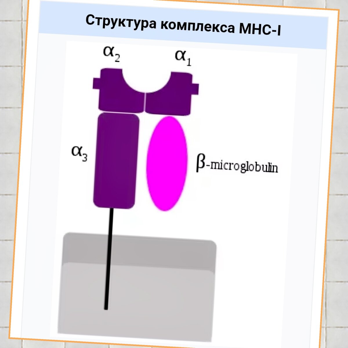 Фото: ru.wikipedia.org. Вот так выглядит совместимость на генетическом уровне. Непонятно, не правда ли?!