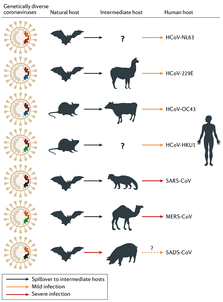 Животные носители коронавируса. Где возник коронавирус. Коронавирус источник. Появления коронавируса