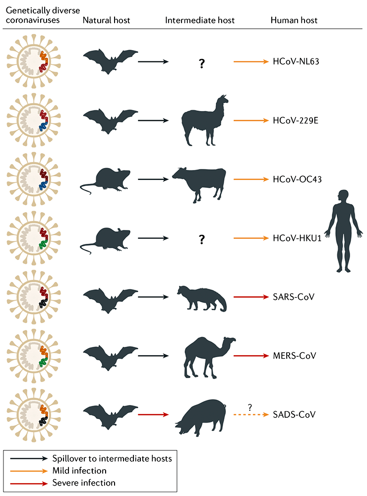 Коронавирус является