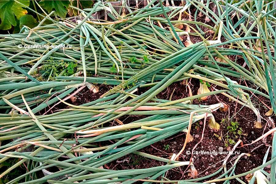 27 июля, пора убирать лук, выращенный из севка