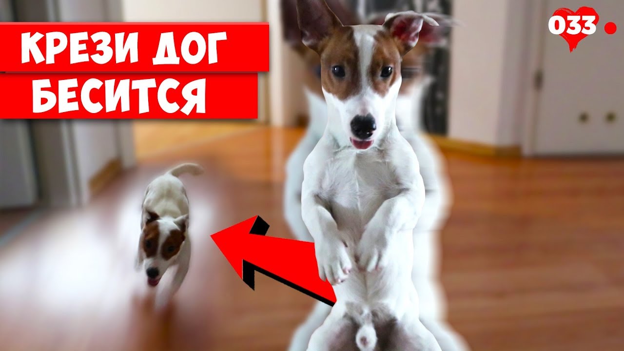 Dogvlog. Cобака бесится. Сумасшедший Джек Рассел Терьер. Локи Бобо 033  серия.