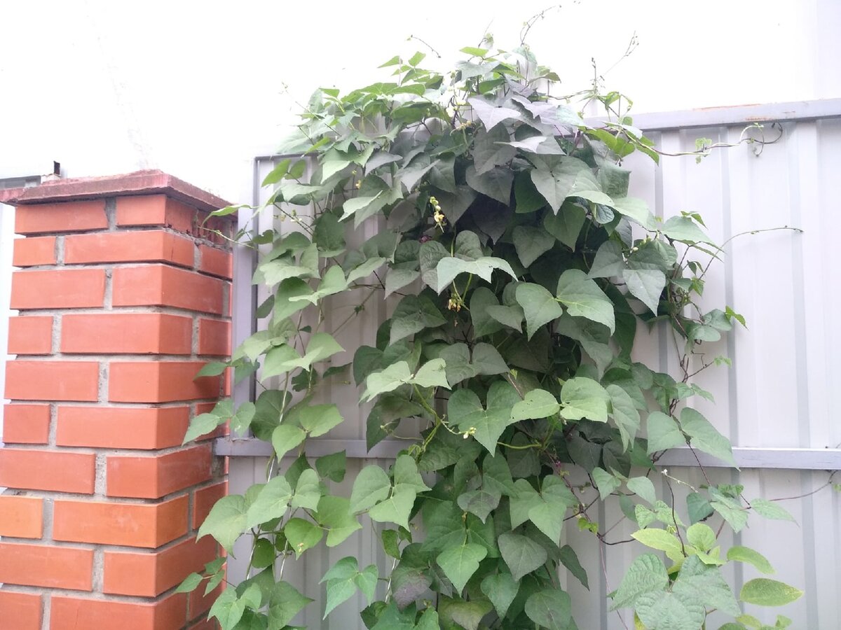 Фасоль с другой стороны калитки