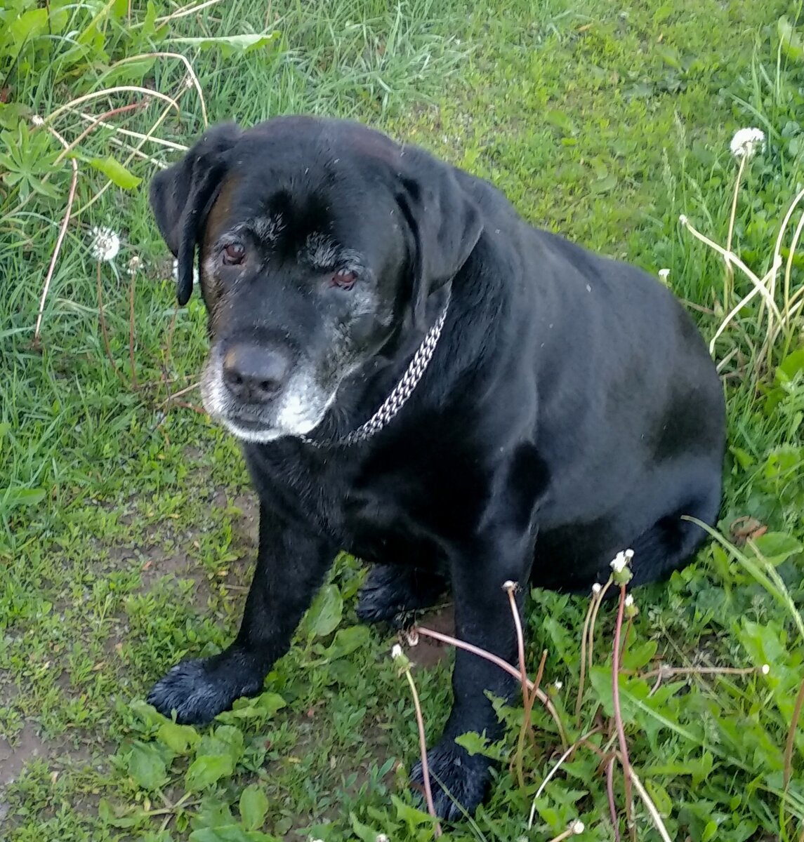 Мой Яша. Здесь ему 11 лет