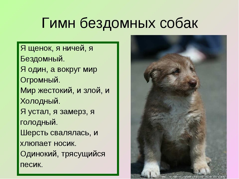 Собака хочет жить