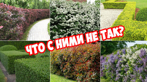 6 проблемных кустарников для живой изгороди!