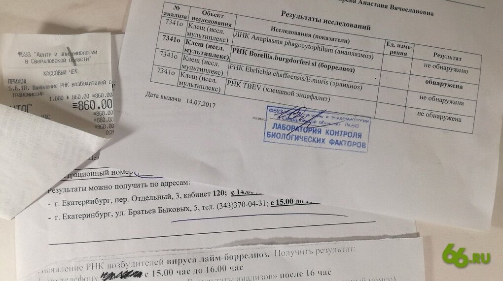 Куда сдать клеща на анализ в спб. Анализ на исследование клеща. Исследования крови после укуса клеща. Справка анализа крови на клеща. Справка о клещевом энцефалите.