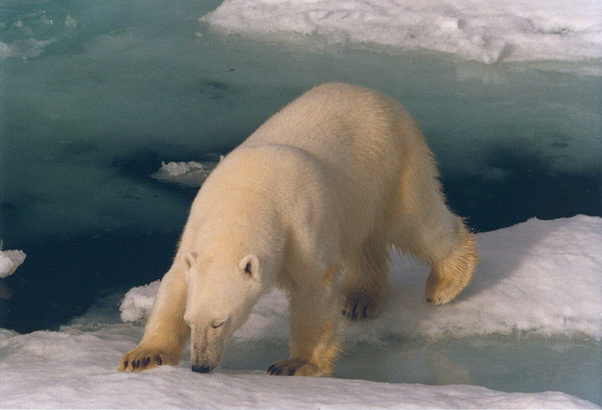 Автор фотографии: Paul W.J. de Groot
Подробнее о фотографии: https://commons.wikimedia.org/wiki/File:Svalbard_IJsbeer_close_up_tbv_wikipedia.jpg