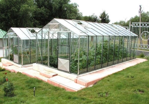 Высадка рассады в обогреваемые поликарбонатные теплицы или парники в средней полосе осуществляется в начале апреля, а в теплицы без обогрева — в середине мая. Для насыпного грунта лучше брать смесь из 3 частей дерновой земли и 1 части перегноя. Схема посадки для теплицы — 60 х 50 см либо 40 х 35 см.