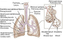 Бронхи, бронхиальное дерево, лёгкие