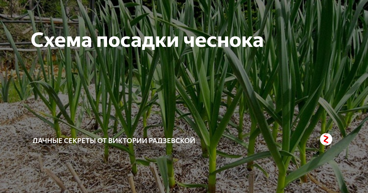 Бизнес план выращивание чеснока