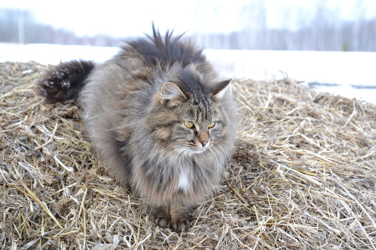 Сибирская пушистая кошка. Сибирская длинношерстная. Сибирский Лесной кот. Норвежская длинношерстная Лесная кошка. Сибирский кот Уссури.