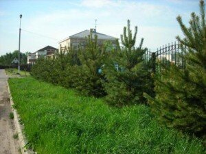 Если часто идут дожди и температура воздуха не поднимается выше плюс 10 градусов, стоит подождать лета, последние числа августа и середина сентября – отличный вариант для пересадки лесного дерева. Если заморозки уже вступили в силу, не рискуйте, отложите манипуляции до следующей весны, ваше упорство может стоить сосне жизни.