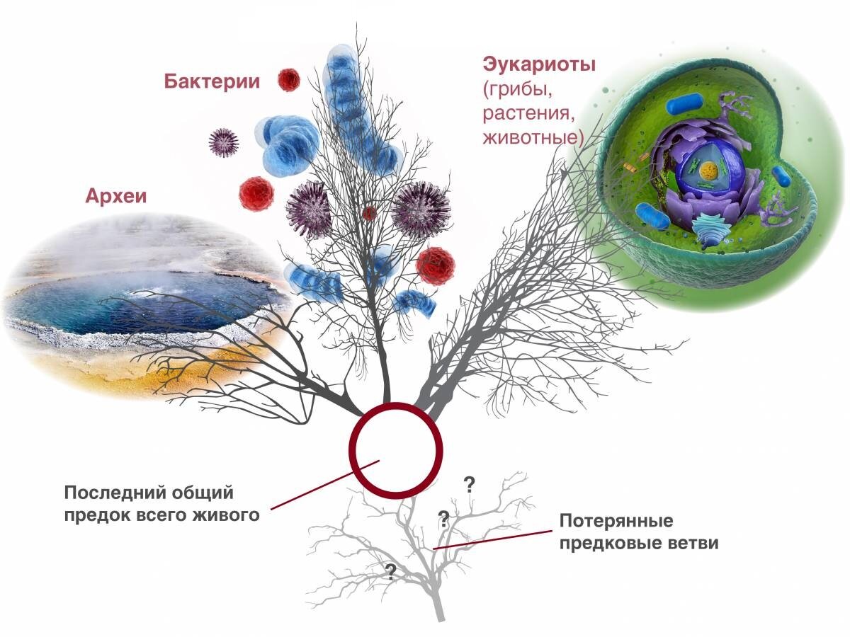 В поисках общего предка. Адам и Ева. | Science & Future | Дзен