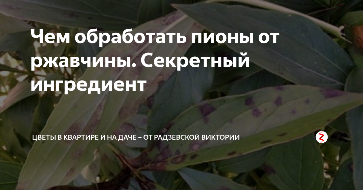 Болезни пиона фотографиями описание и способы лечения. Болезни пионов ржавчина. Ржавчина на листьях пиона. Болезни пионов точки на листьях. Препарата от ржавчины на пионах.