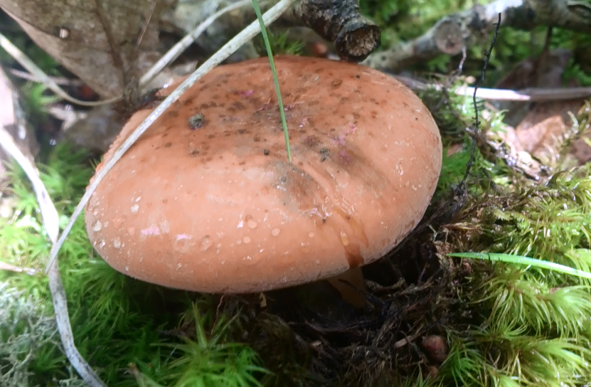 Молочай (лат. название Lactarius Volemus)