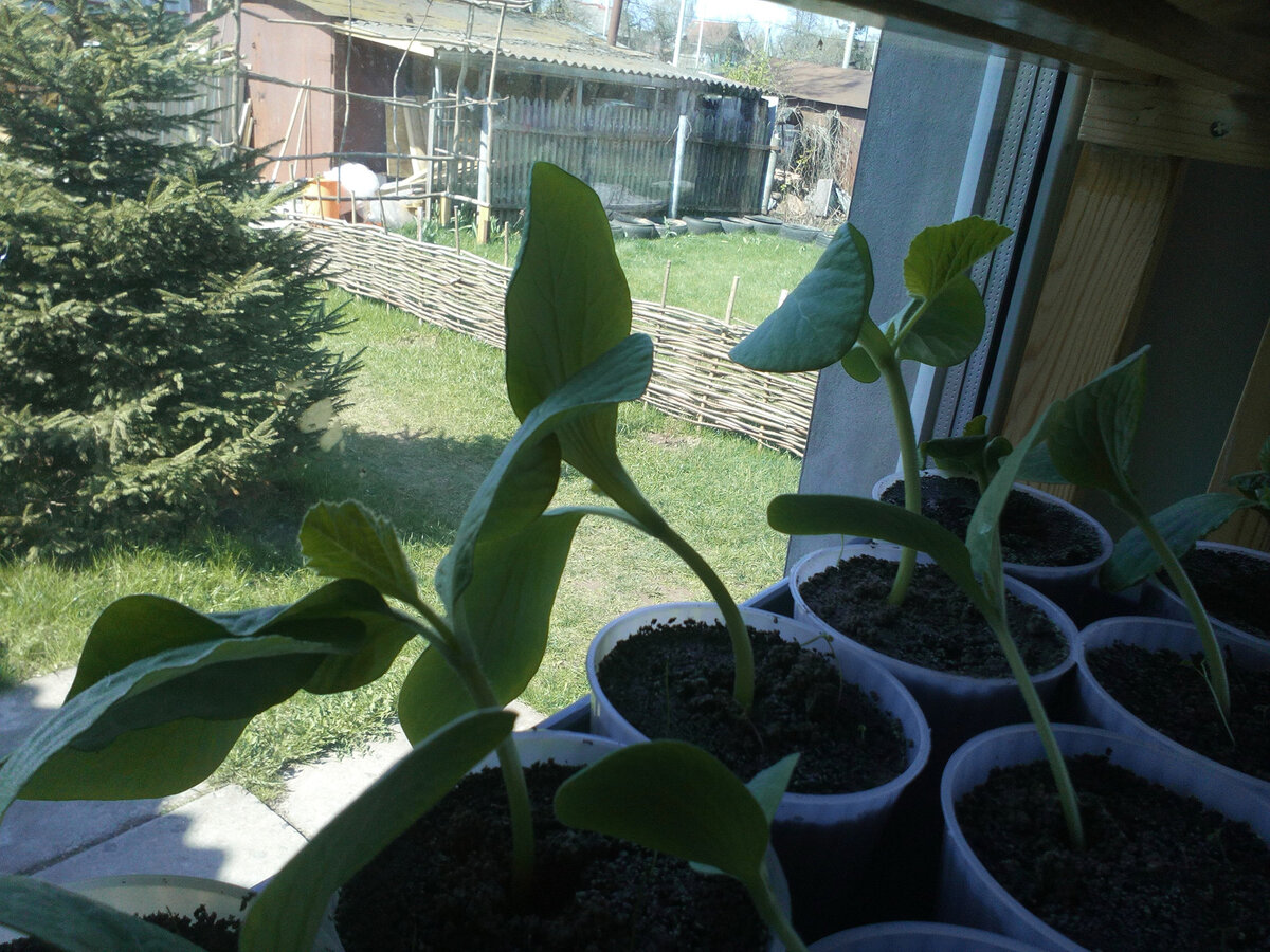 Солнца! Дайте нам Солнышка!