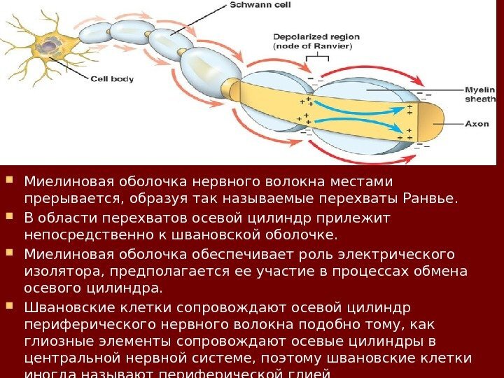 Миелиновая оболочка периферических нервных волокон образована