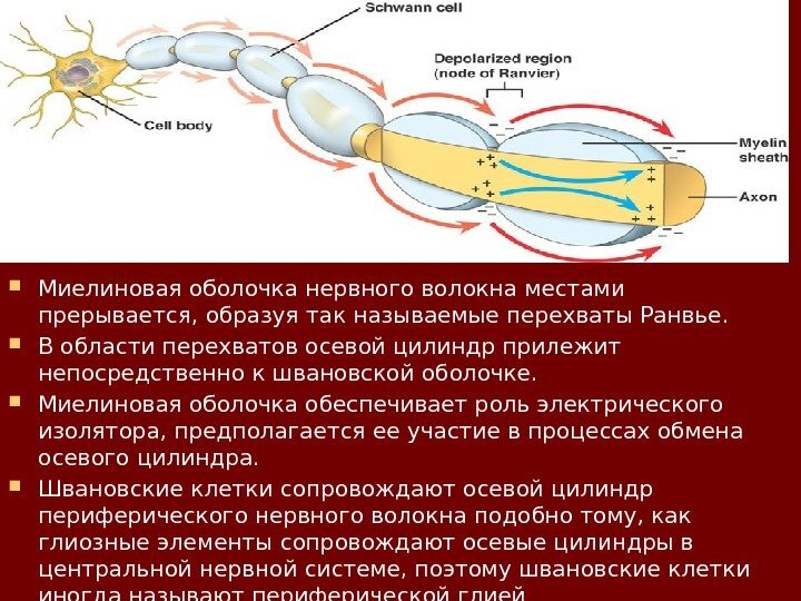 Клетки шванна