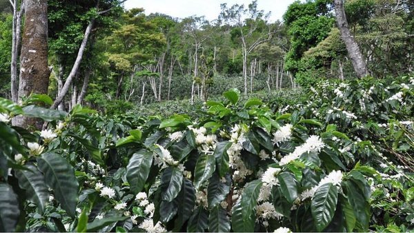 Hacienda La Esmeralda’s El Velo farm. Photo by the Specialty Coffee Association of Panama