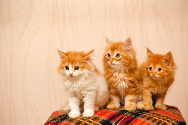 Рыжие красавцы!