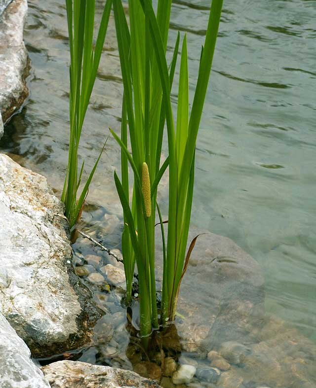 Аир болотный